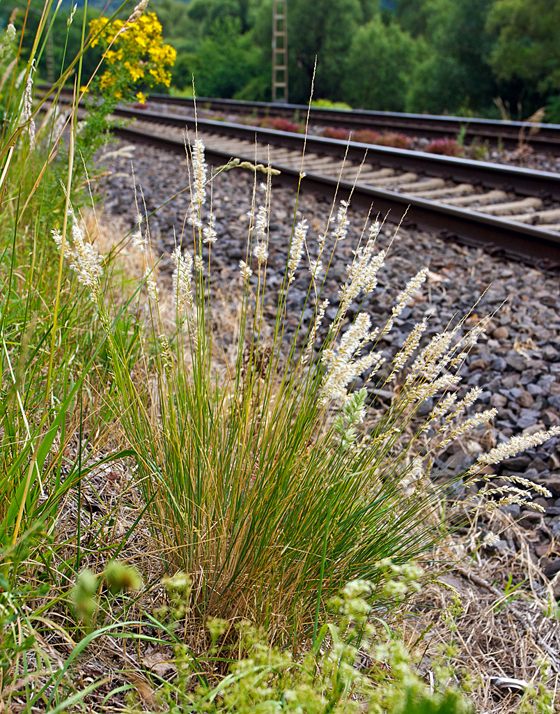 
Gräser an der Moselstrecke, hier am 20.06.2014 bei Winningen.