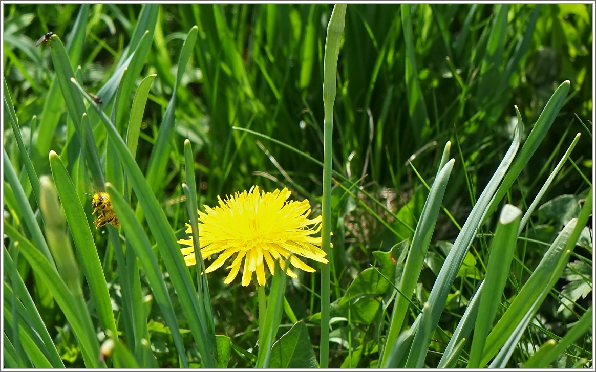 Hallo wo bin ich? Ein Bienchen spielt verstecken.
(11.05.2015)