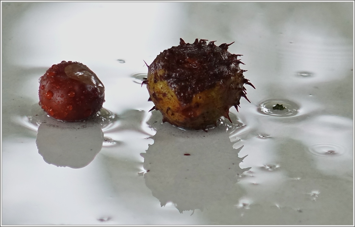 Herbstzeit=Kastanienzeit.
(18.09.2015)