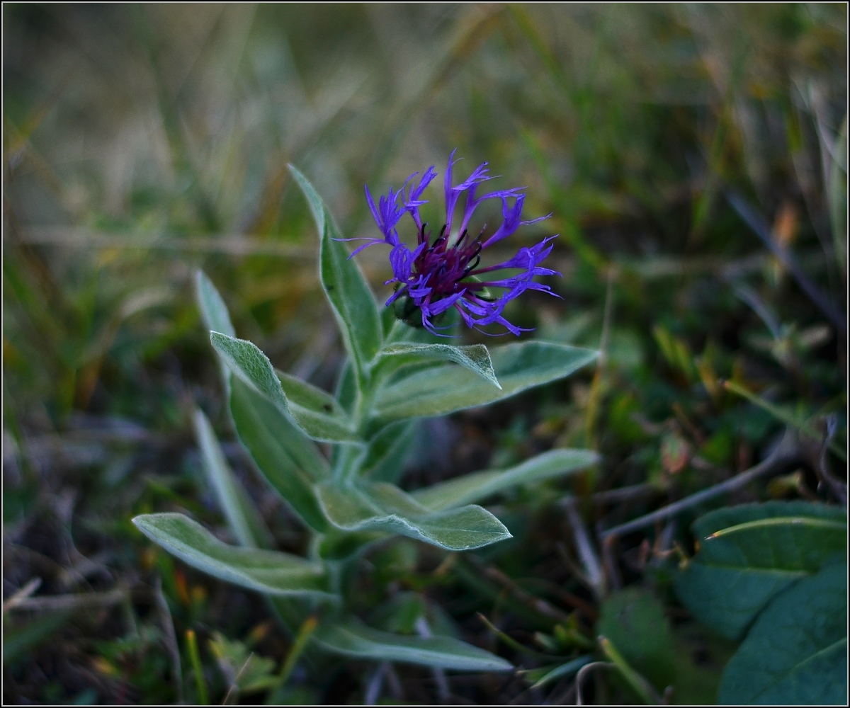 Im Alpengarten auf der Schynigen Platte. Oktober 2011.