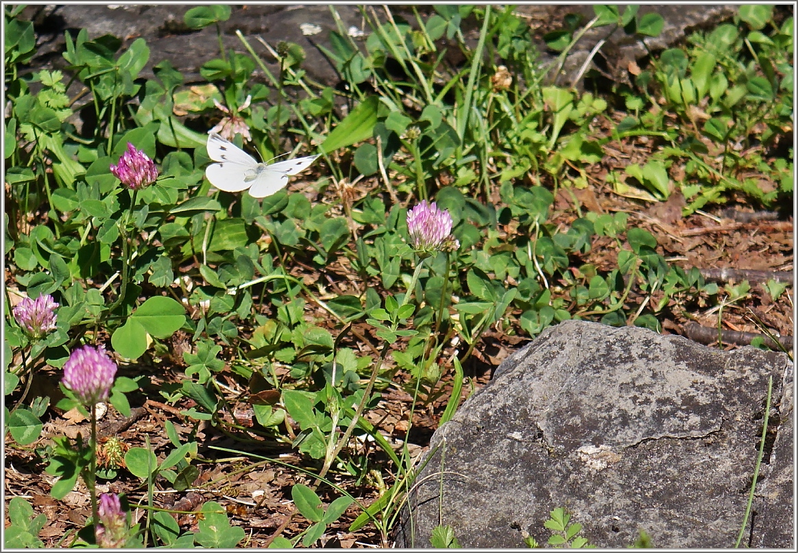 Im Anflug
(26.06.2015)