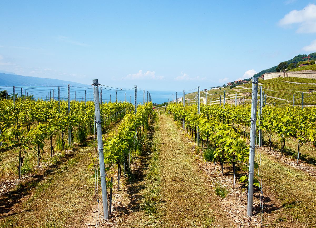 
Im Lavaux: Einen Blick durch die Weinreben im Lavaux auf den Genfersee, bei Chardonne-Jongny am 20.05.2018. 

Zu Hause am PC sah ich erst was man hier noch sehen kann, das rote in der Bildmitte ist ein Wagen der Standseilbahn Vevey–Chardonne–Mont-Pèlerin (VCP der MVR bzw. GoldenPass).  Ich denke hier kann, nein muss man nochmal hin. Einfach etwas weiter vorgehen und man bekommt super Bilder von der Standseilbahn.

Das wusste wohl auch mein bester Freund Stefan nicht ;-)

