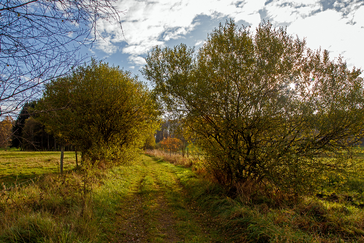 
In den Wiesen nahe Wilndorf-Rudersdorf am 01.11.2017, gegen die Sonne fotografiert.