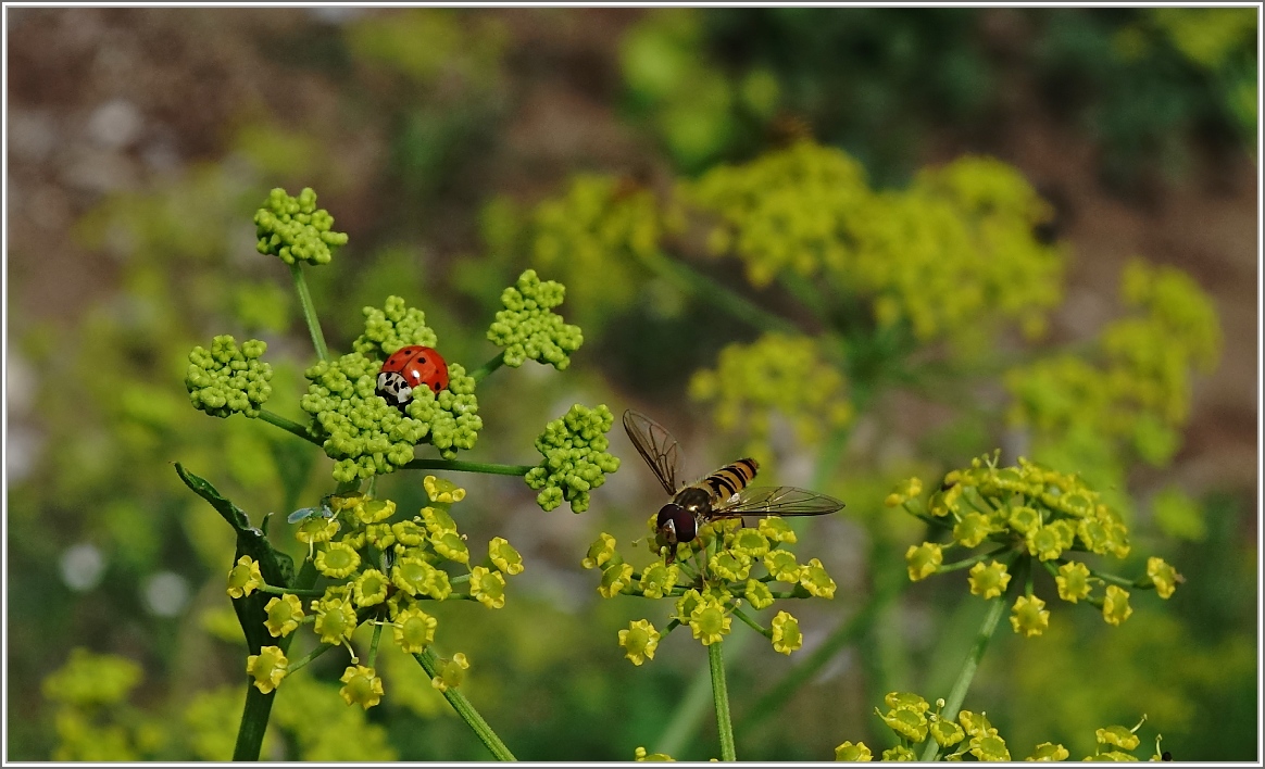Jedem Tierchen seine Blüte
(31.07.2014)