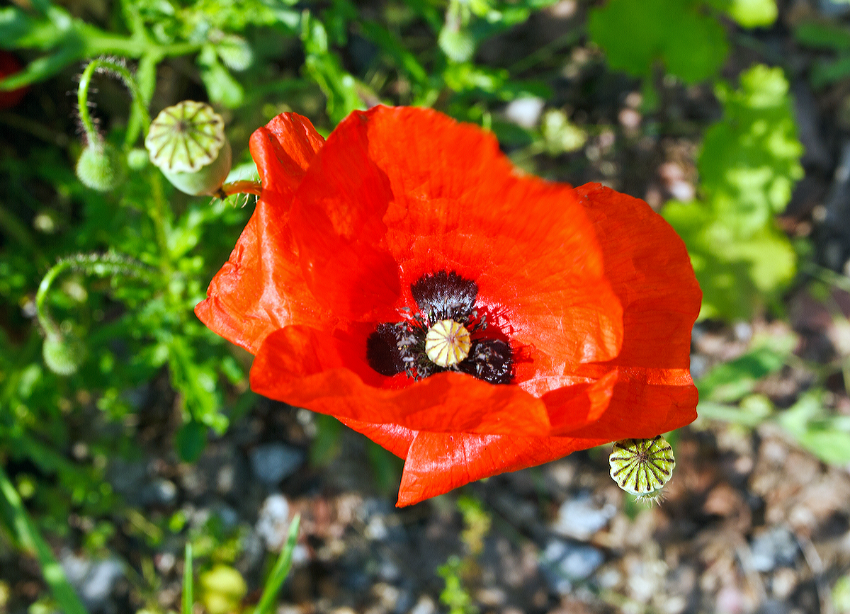 
Klatschmohn bei Ehringshausen (Hessen) am 02.06.2014.