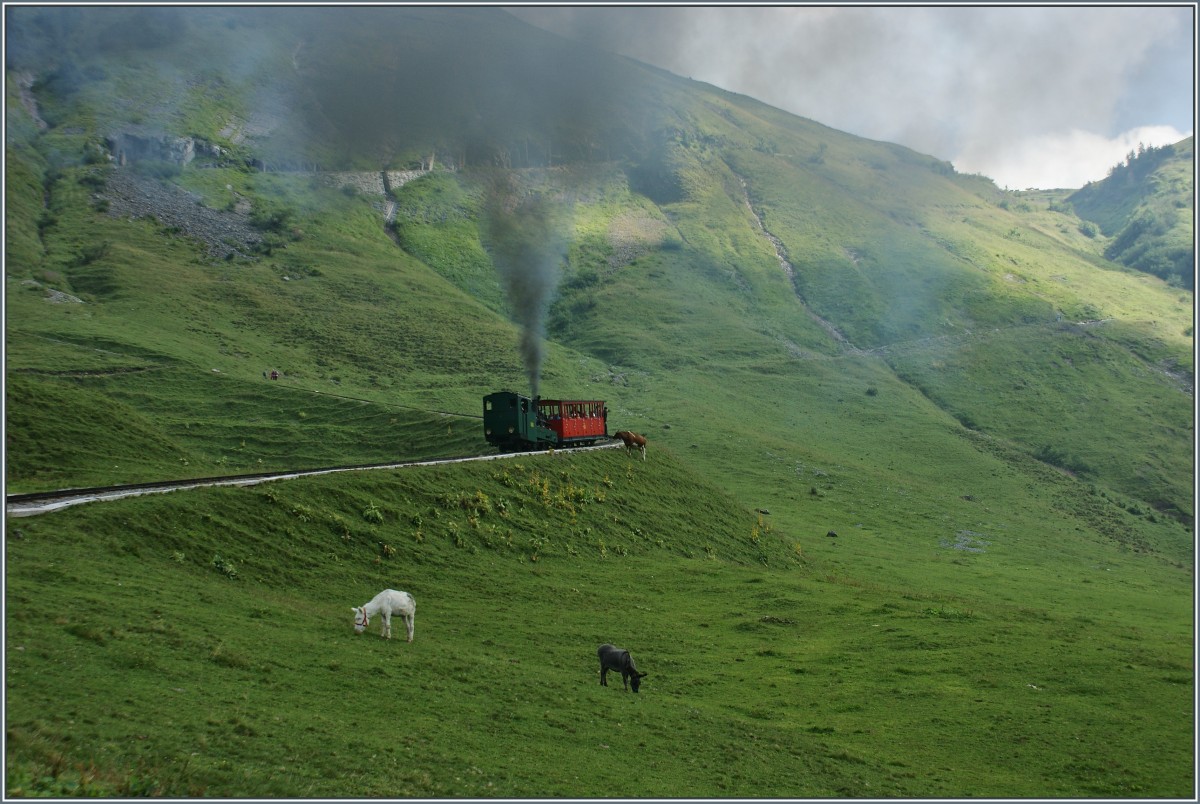 Kuh im Gleisbereich! Manchmal hat das Zugpersonal der Brienzer Rothornbahn besondere Aufgaben,denn Auch K�he scheinen die Bahn zu sch�tzen.
(30.08.2013
