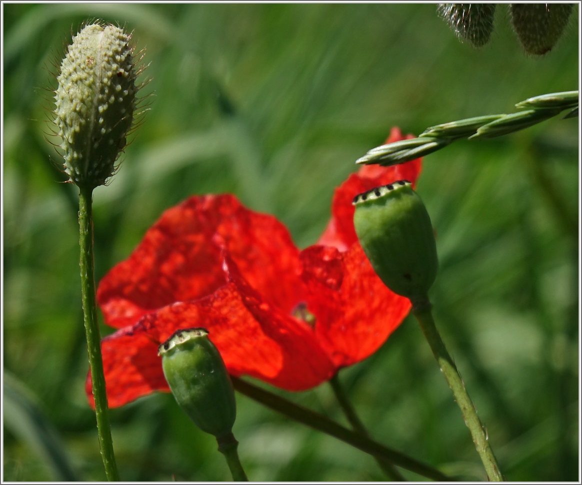 Mohnblumen Impression
(21.06.2014)