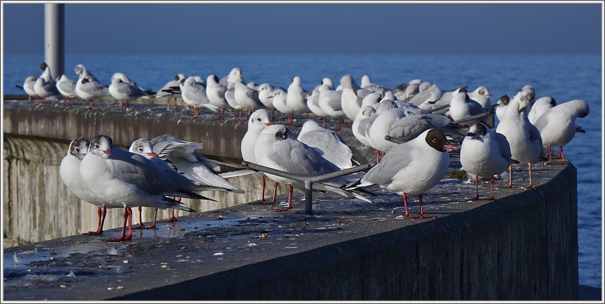 Morgenversammlung der Möwen
(04.03.2018)