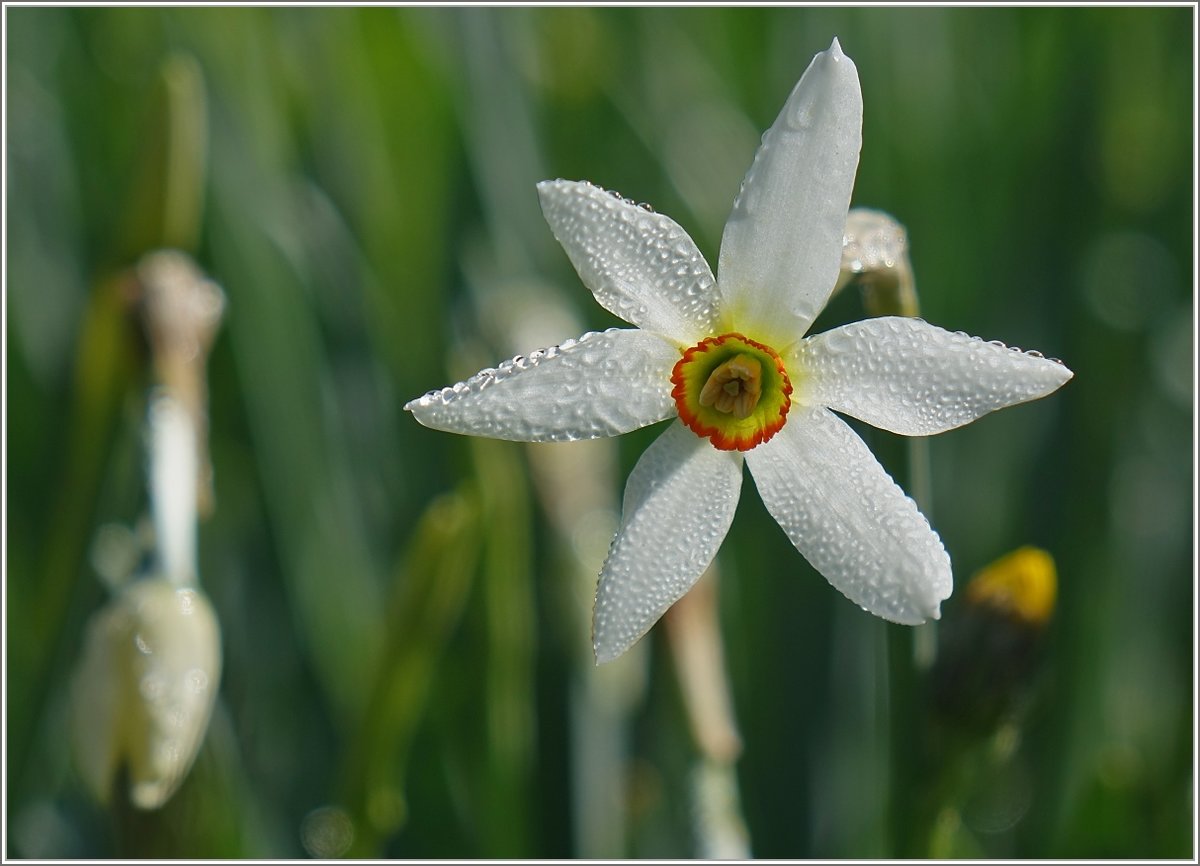 Narzisse mit Morgentau
(07.05.2020)