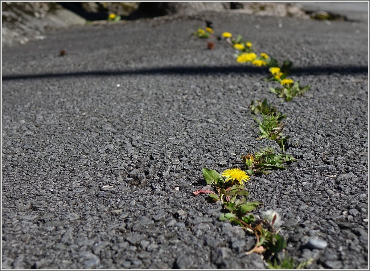 Natur sucht sich seinen eigenen Weg...
(13.04.2018)
