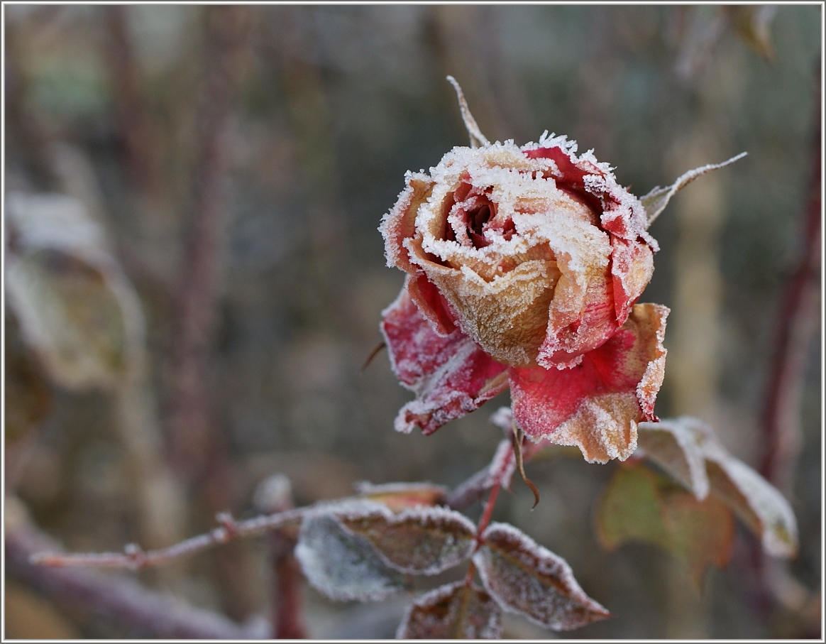Rosen können auch im Winter bezaubern.
(02.01.2017)
