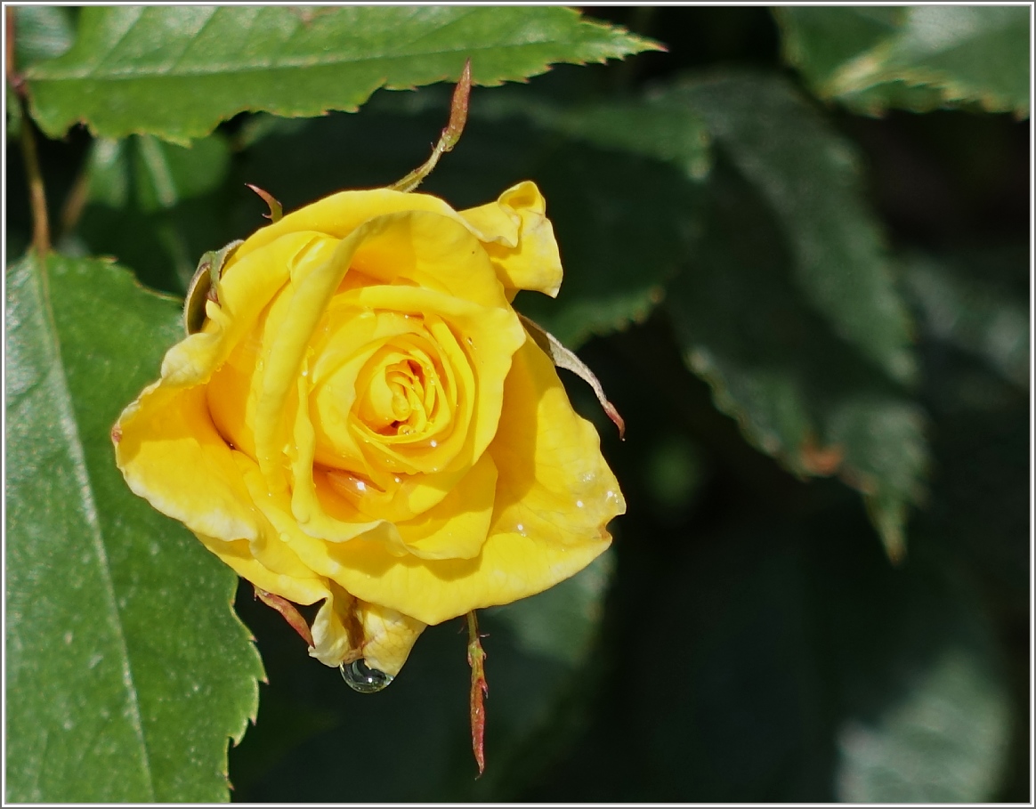 Rosenblüte nach dem Regen
(28.05.2014)
