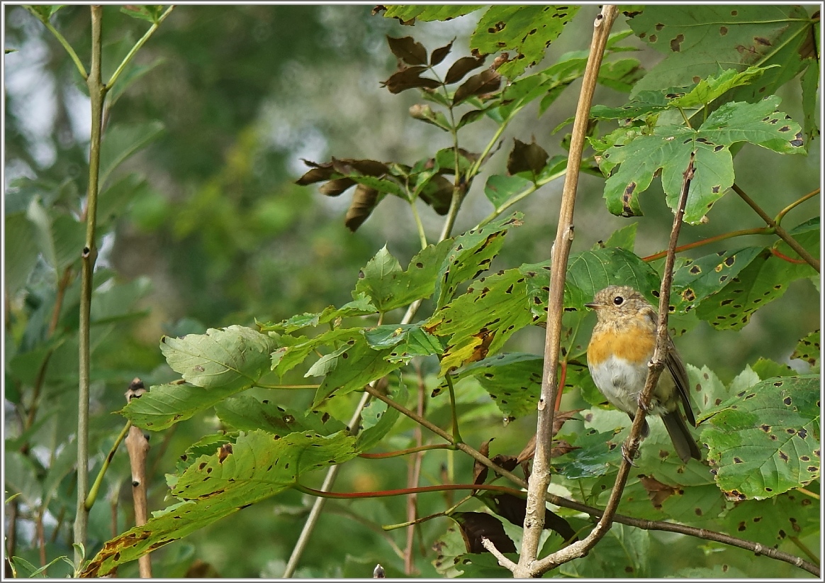 Rotkehlchen auf einem Ast.
(05.09.2014)