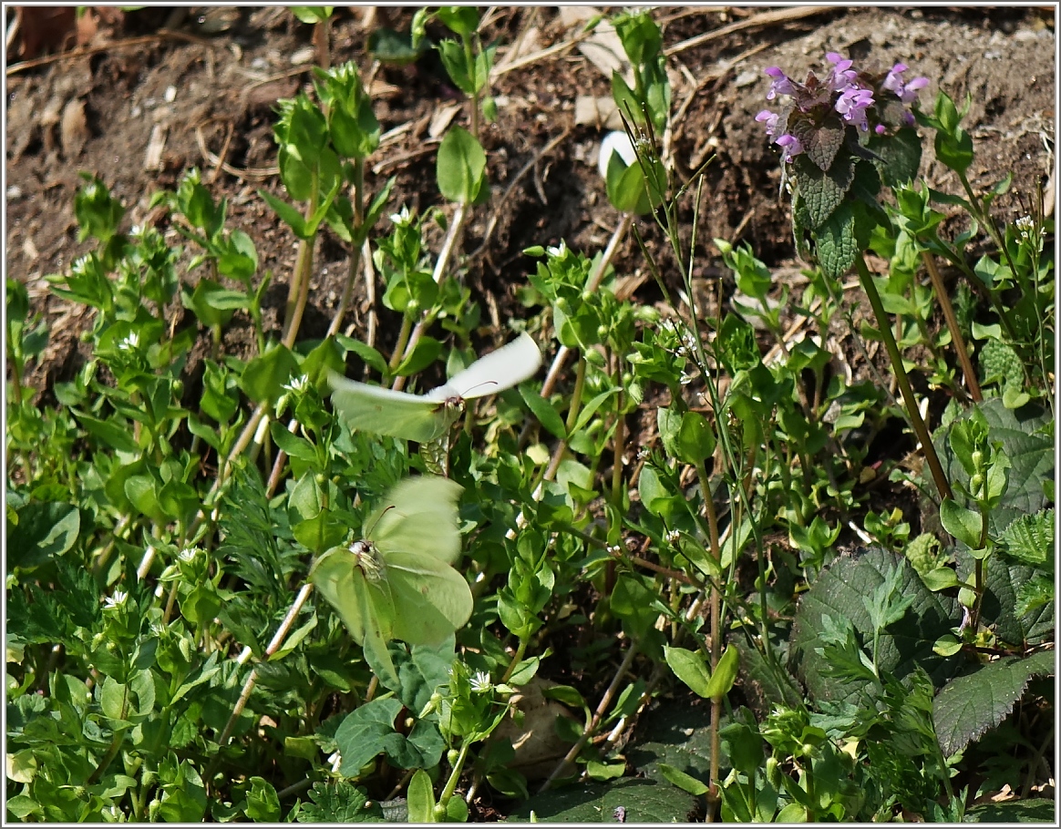 Schmetterlingstanz
(20.03.2014)