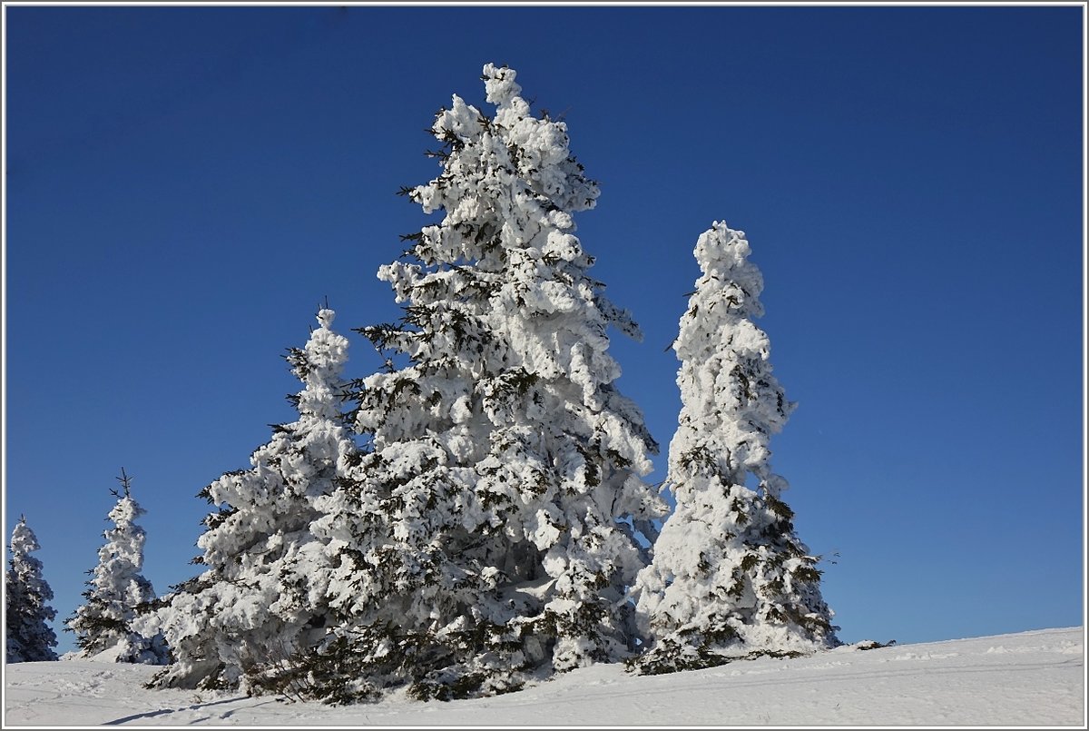 Schnee und Frost zeigen wie schön der Winter sein kann.
(24.02.2018)