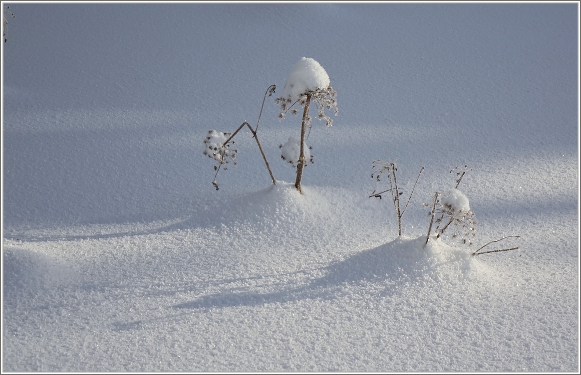  Schneeblumen 
(03.02.2015)