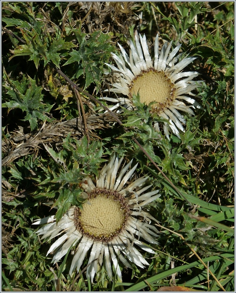 Silbern gl�nzen die Disteln am Monte Generoso.
(13.09.2013)
