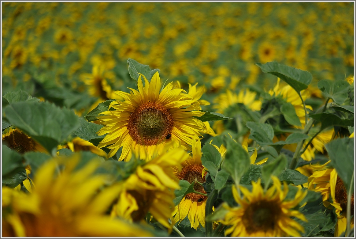 Sonnenblumen
(05.07.2014)