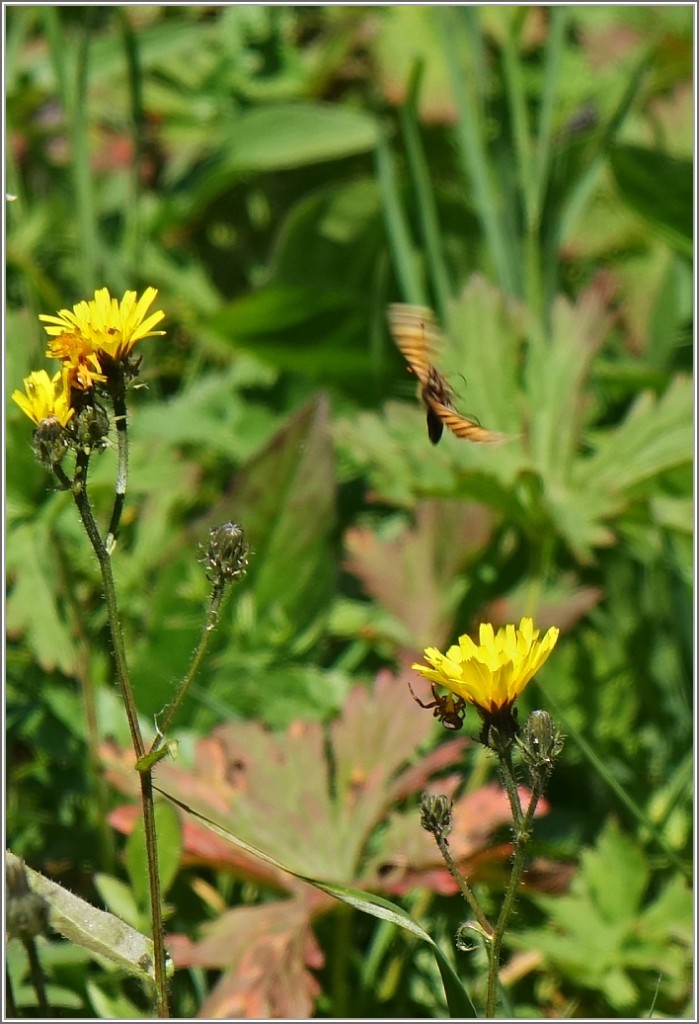 ...und entkam in letzter Minute der Spinne die unter der Bl�te lauerte, auf der er gerade noch gesessen hatte.
(30.09.2015)