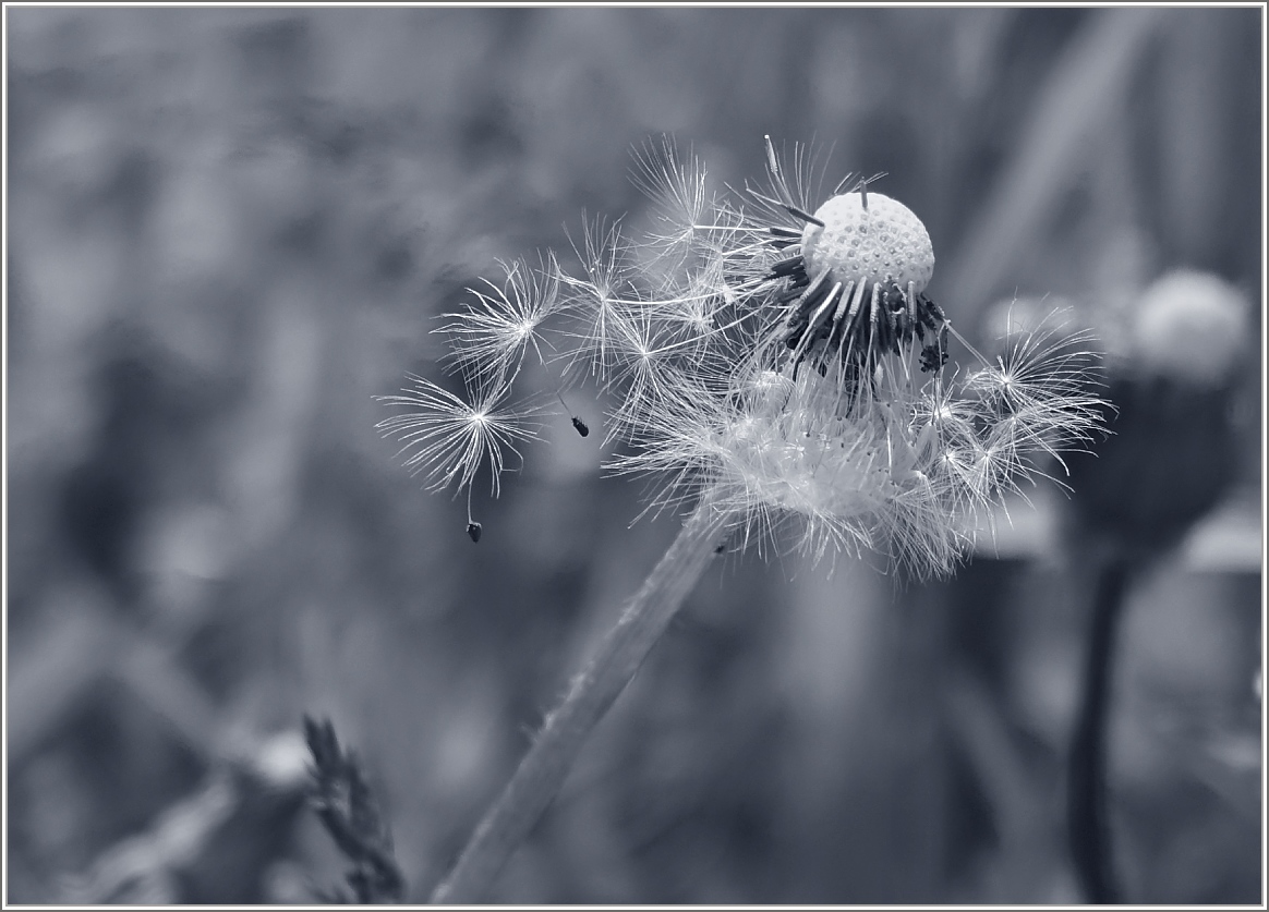 Vom Wind verweht
(11.05.2015)