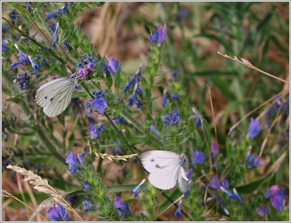 Während der eine schon seine Blüte gefunden hat, ist der andere noch auf der Suche
(08.07.2015)
