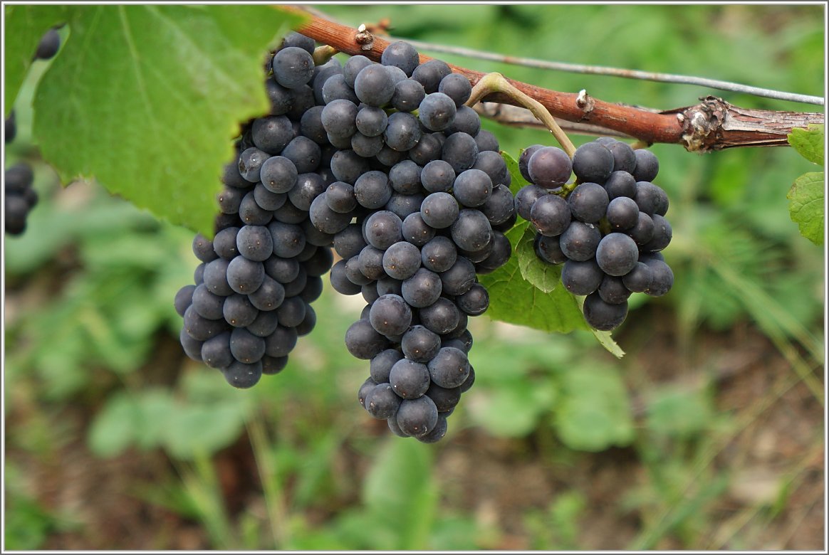 WEIN-Trauben:Auf diesen Jahrgang darf man gespannt sein.
(03.09.2015)