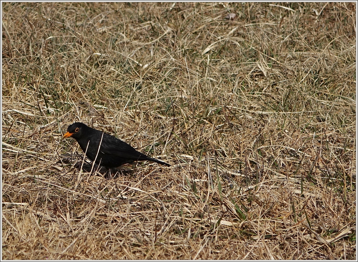 Wer stört denn da? Neugierig beobachtet die Amsel die Fotografen.
(10.03.2015)