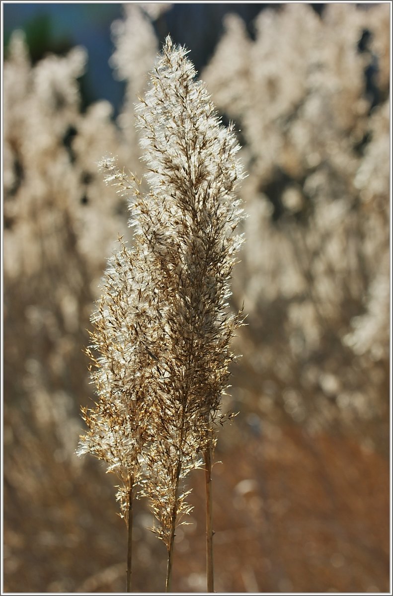 Wie Gold glänzt das frisch gewachsene Schilf im Sonnenlicht.
(04.04.2018)