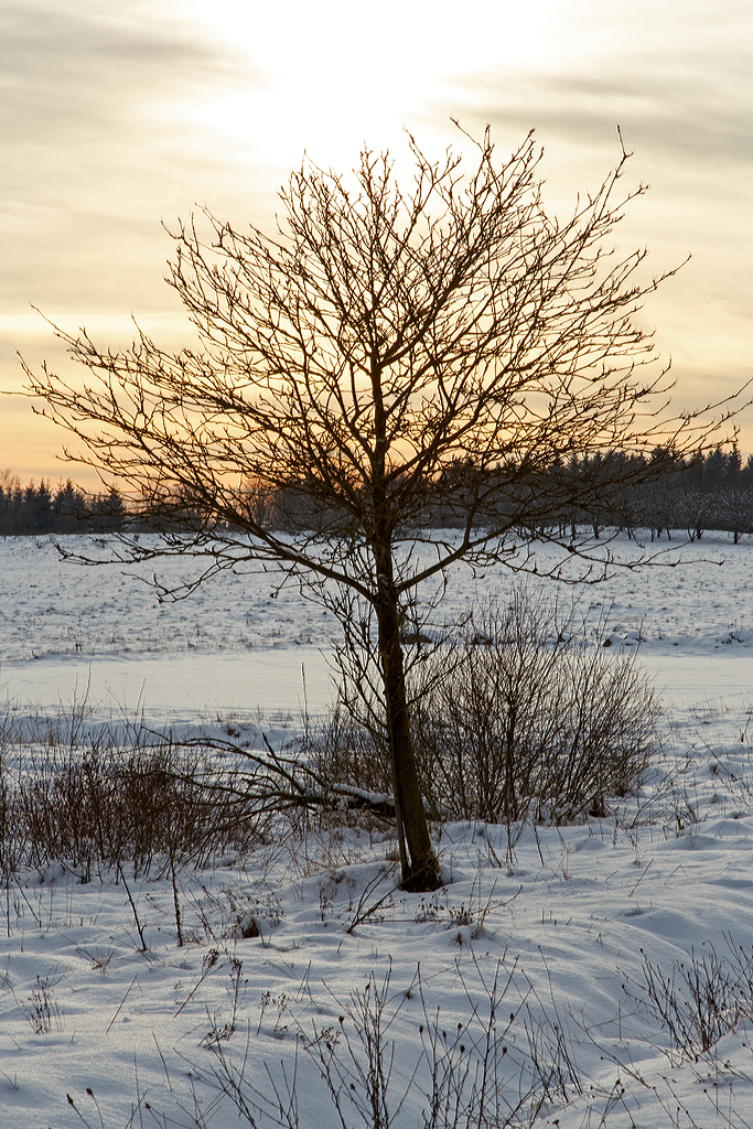 
Winterzauber im Westerwald, bei Nisterberg am 05.01.2015.