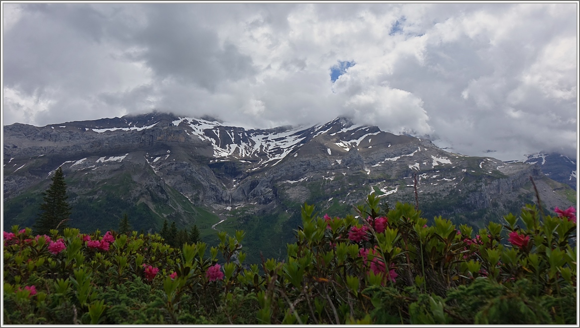 Zeit der Alpenrosen in den Waadtländer Alpen.
(20.06.2015)