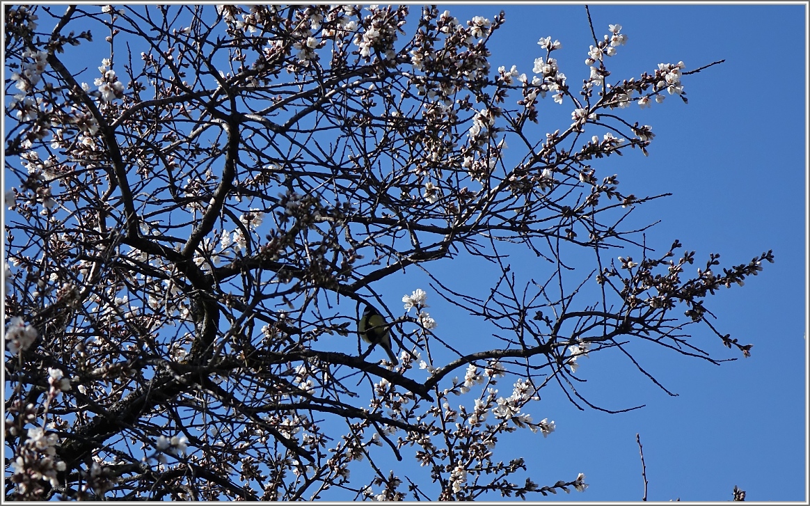 Zwischen blühenden Ästen sass eine kleine Meise und zwitscherte fröhlich ihr Lied.
(22.02.2014)