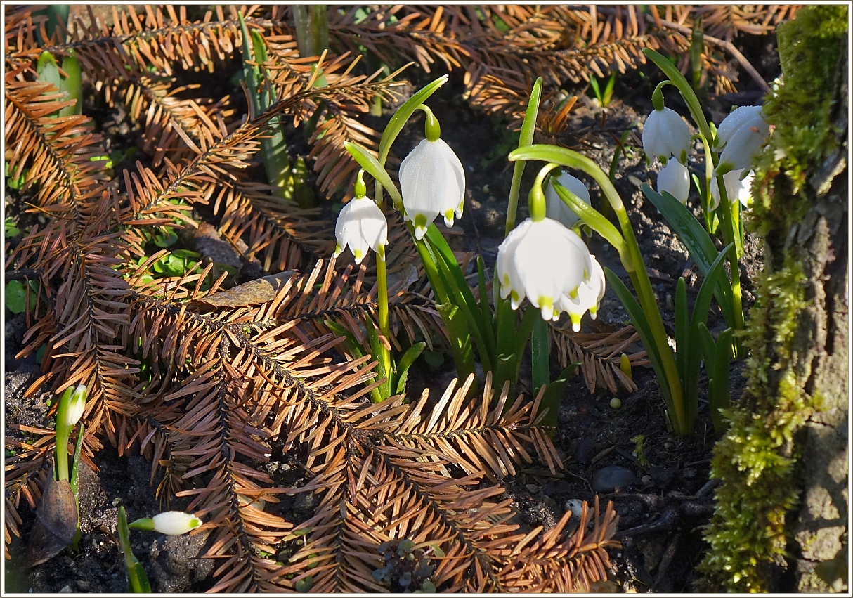 Der Frühling lässt sich nicht mehr aufhalten
(15.02.2023)