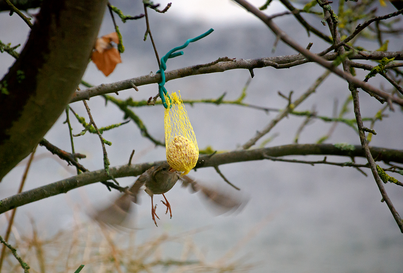 Ein Spatz (Haussperling / Passer domesticus) am Meisenknödel vor unserem Haus, hier am 04. Januar 2024.