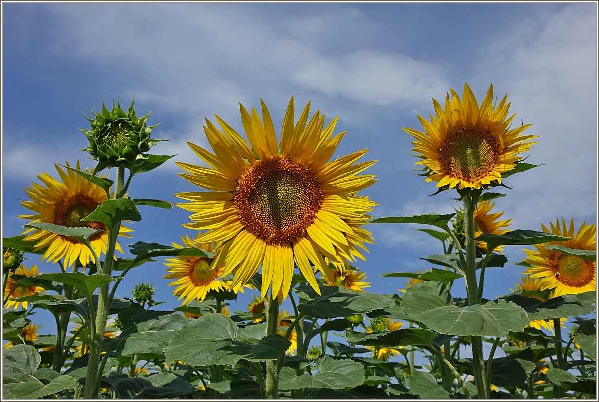 Ein wenig Sonnenschein durch die Sonnenblumen erhellt den Regentag.
(04.07.2022)