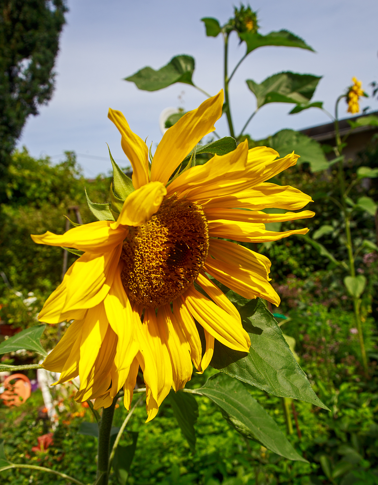 Eine der vielen prächtig blühenden Sonnenblume in unserem Garten.
Herdorf am 24.08.2023
