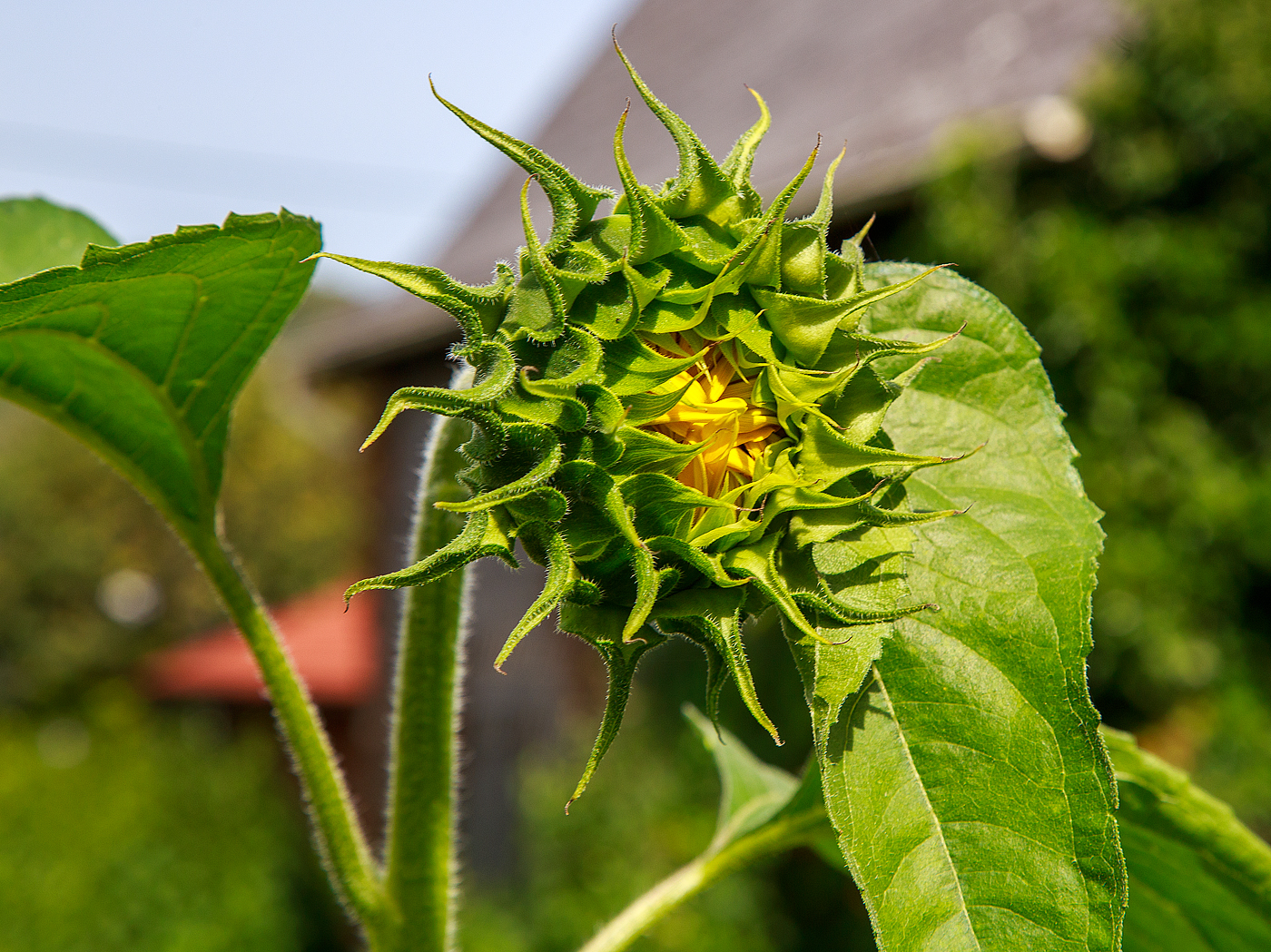 Sonnenblume in unserem Garten, bald wir auch sie aufgehen.
Herdorf am 24.08.2023
