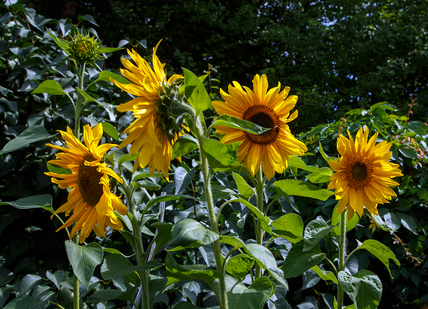 Sonnenblume in unserem Garten.
Heier kann man erkennen das es ein Mythos ist dass sich die Blühten mit der Sonne drehen. 
Herdorf am 24.08.2023