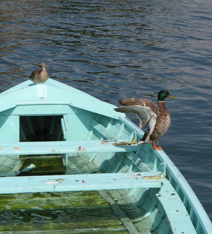 Achtung jetzt komm ich!
(Juni 2008)
