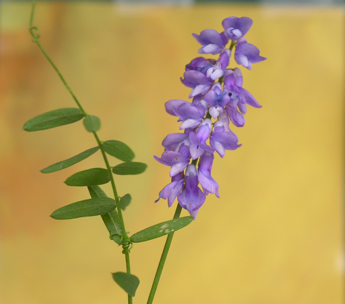 ..Anfang November sah ich diese bl�hende Vogelwicke am Wegrain, so, als ob`s Fr�hling w�re. (Uschi)