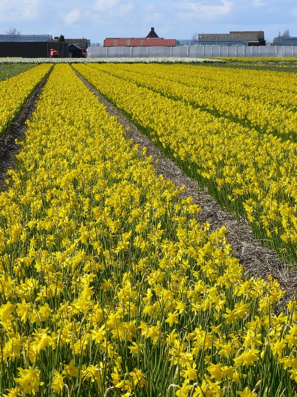Bald ist es wieder Fr�hling und sieht es hier in Holland so aus.
Fotografiert bei Leiden 05-04-2008.