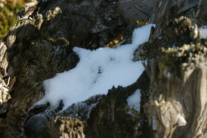 Der erste Schnee hielt sich verborgen in einem Baumstrunk.
(Oktober 2009)