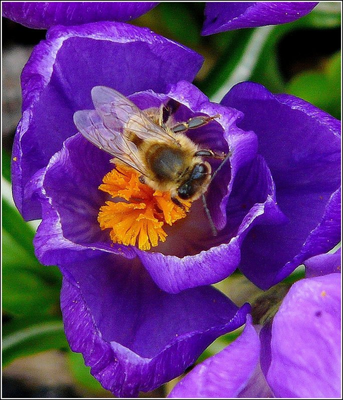 Die ersten Insekten f�r dieses Jahr werden von den Krokussen angelockt. 17.03.09 (Jeanny)