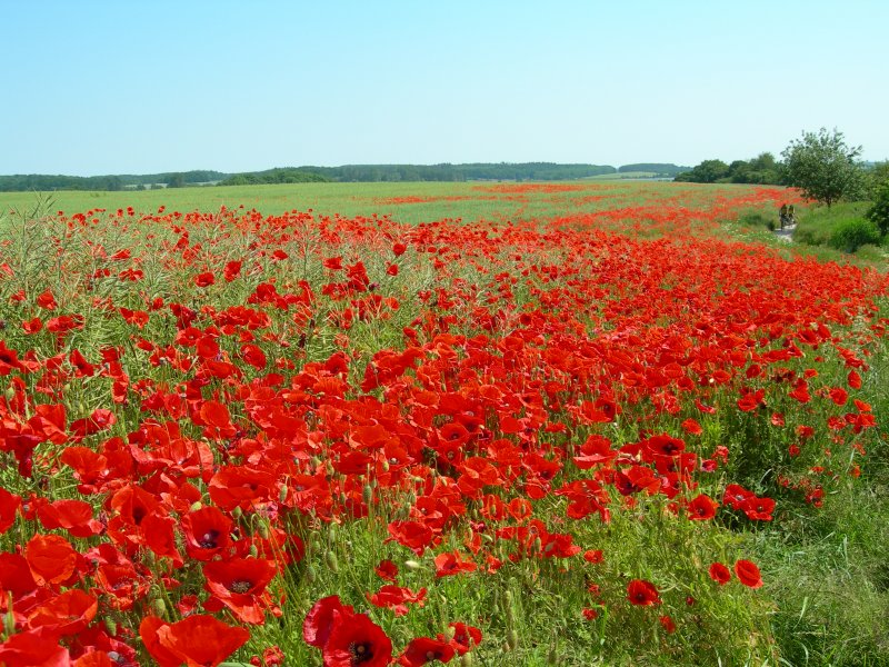 Ein Mohnblumenmeer auf R�gen.
(Juni 2007)