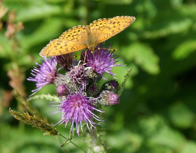 Ein unbekannter Schmetterling bei der Nahrungaufnahme.
(Juli 2009)












