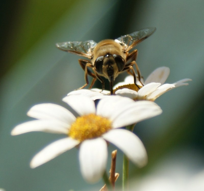 Eine Gro�e Wollschwebfliege geniesst den Sommer