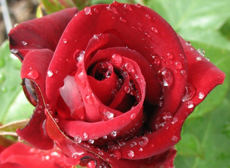 Eine Rose nach dem Regenguss.
(Juni 2008)