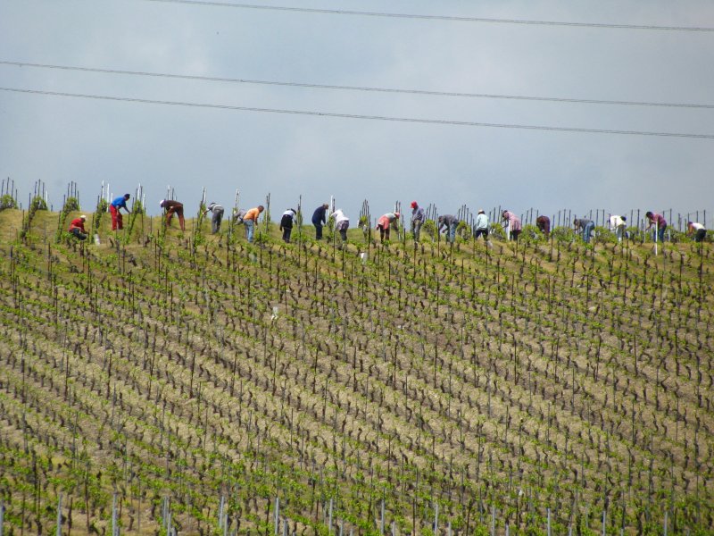 Es erfordert viel Arbeit, bis der Rebensaft in den Flaschen landet. Winzer bei der Arbeit im Rebberg bei Russin. 1.Mai 2009 
