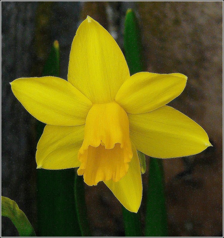 Fr�hlingsgr��e aus Luxemburg. 17.03.09 (Jeanny)