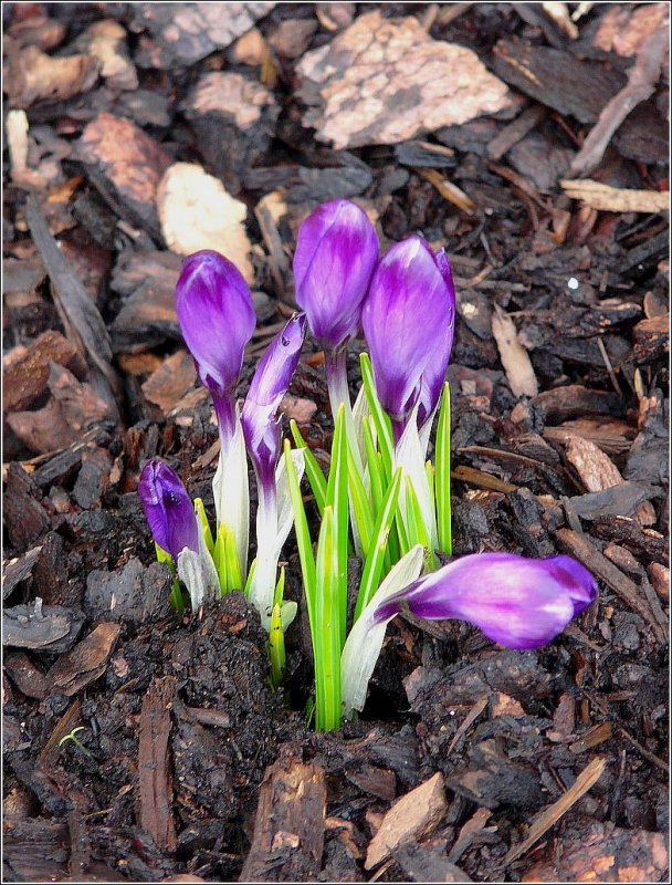 Genau wie Ihr, warten wir auch sehns�chtig auf den Fr�hling. Heute haben wir die ersten Spuren davon in unserem Garten entdeckt.
07.03.09 (Jeanny)