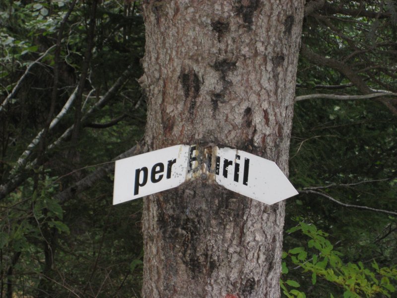 Im Laufe der Jahre ist dieser Baum um den Wegweiser herumgewachsen. Wer sich nicht anpasst wird untergehen...Val da Camp, 7. Oktober 2008